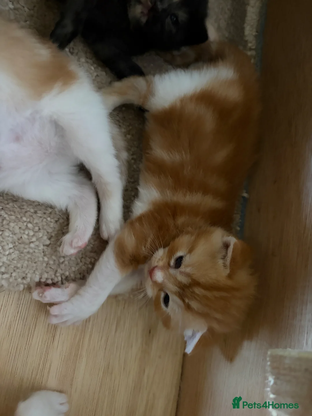 British Shorthair cats for sale: Last one left Half British Shorthair Kitten - Advert 34