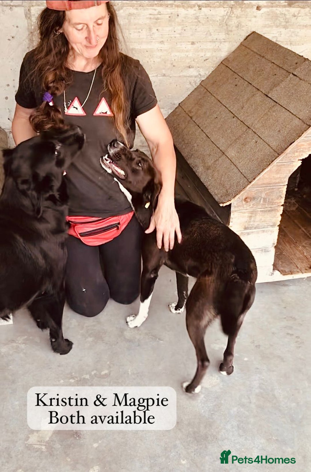Mixed Breed dogs for adoption: Magpie- beautiful 1 year old- Reserved stc. in Brixham - Image 2