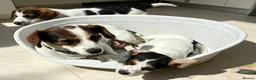 Jack Russell dogs for sale: Traditional short-legged Jack Russell puppies. - Advert 11
