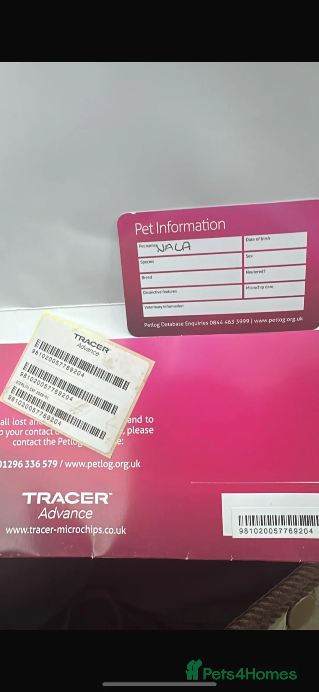 Pomeranian dogs for sale: 8 month old Pomeranian needs a home - Advert 6