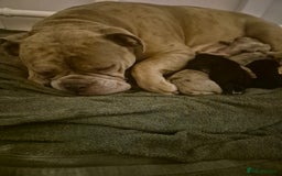 Mixed Breed dogs for sale: Cockerbull Puppies - Image 10