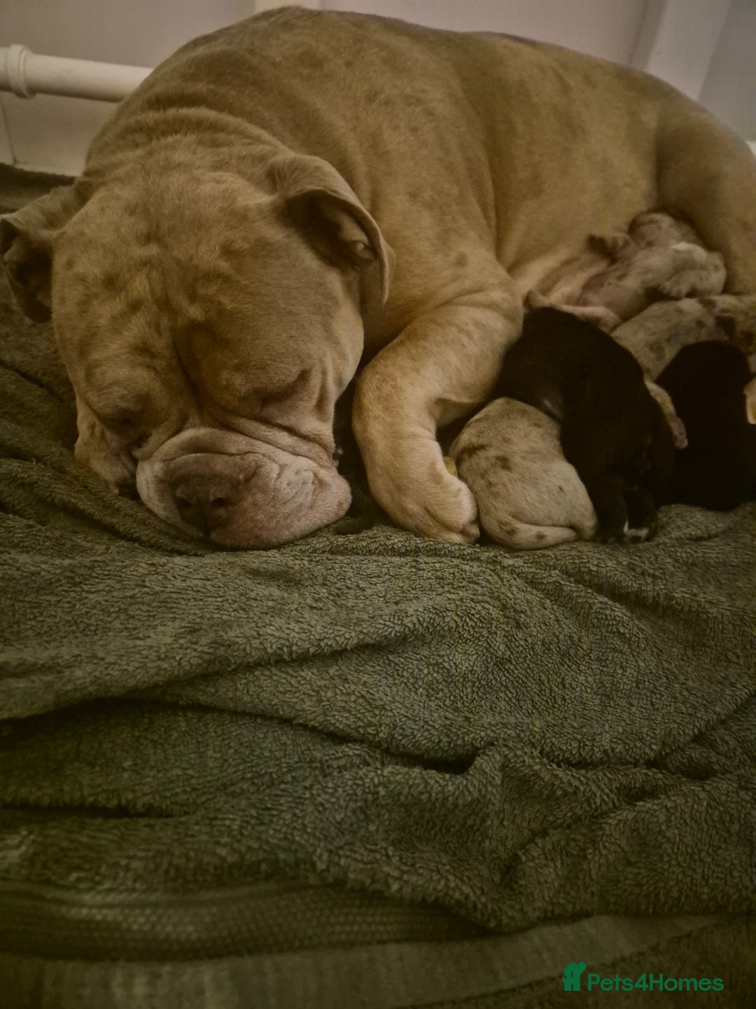 Mixed Breed dogs for sale: Cockerbull Puppies - Image 10