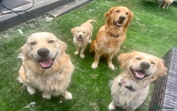 Golden Retriever dogs for sale: Golden retriever puppies  - Advert 7