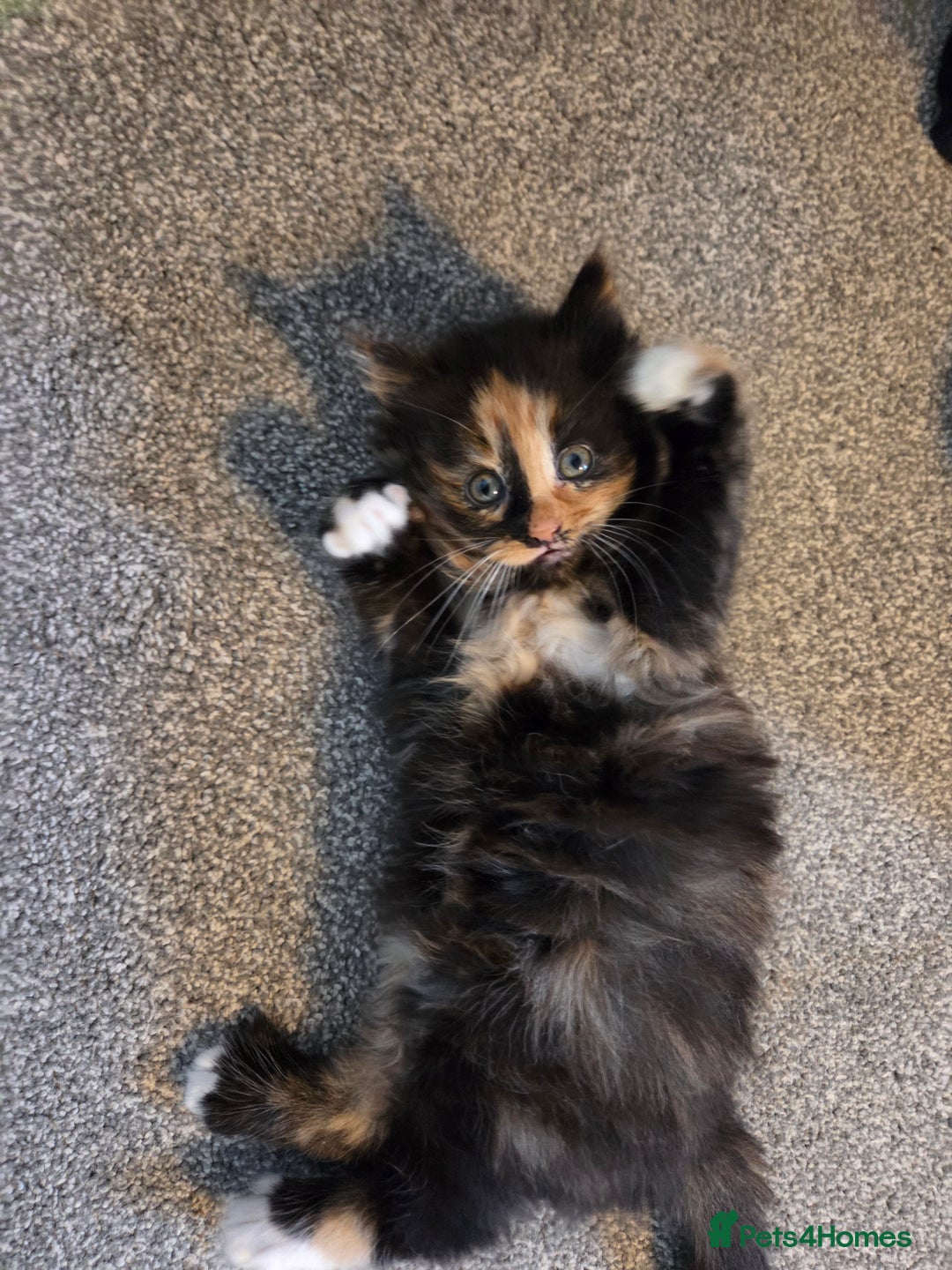 Mixed Breed cats for sale: 3 little kittens looking for forever home - Advert 6