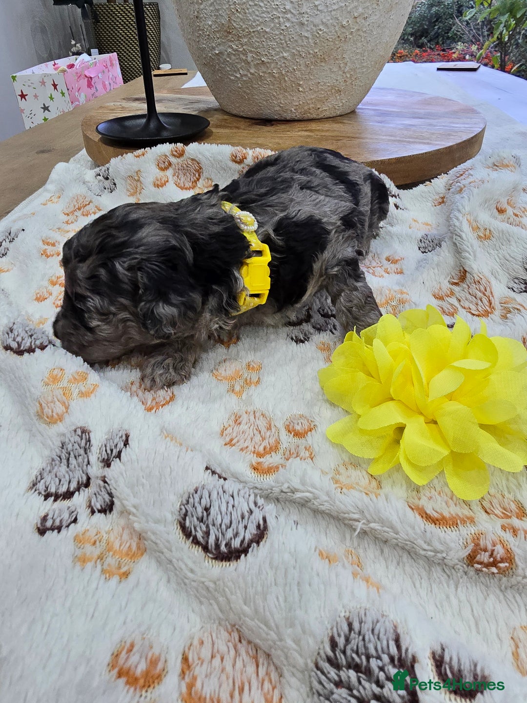 Cavapoo dogs for sale: Beautiful fully health tested cavapoo puppies  - Advert 24