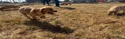 Labrador Retriever dogs for sale: Farm Reared Fox Red & Cream Labradors - Advert 10