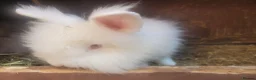 Lionhead rabbits for sale: double Maine lionhead bunnys in Norwich - Advert 3