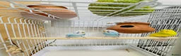 Budgerigars birds for sale: 2 breeding pair budgies in Wembley - Advert 4