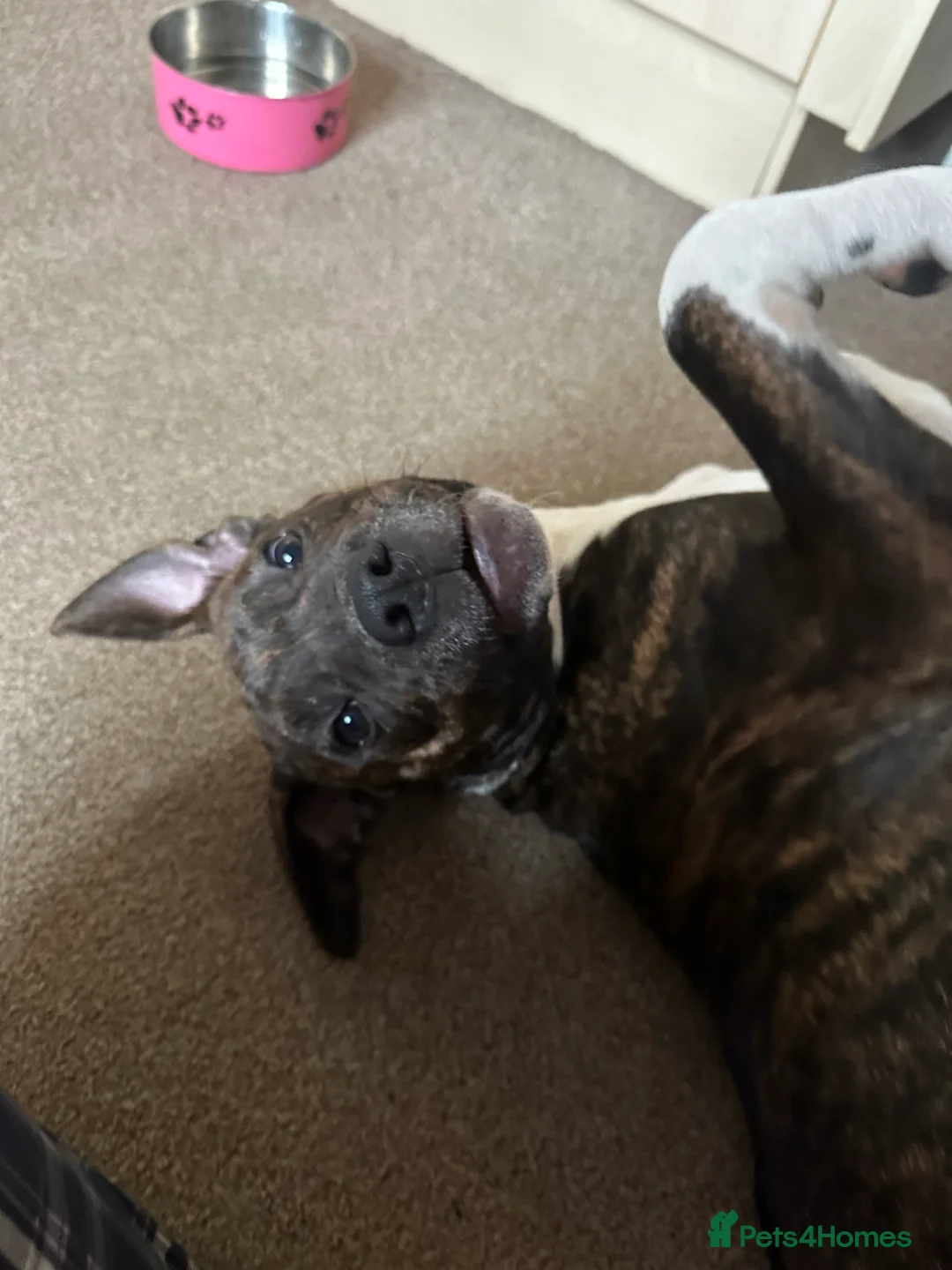 Mixed Breed dogs for sale: Beautiful loving 6 month old puppy for sale  - Advert 3