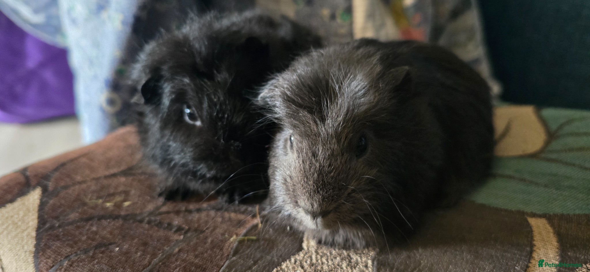 Guinea Pig rodents Pet boars  - Advert 3