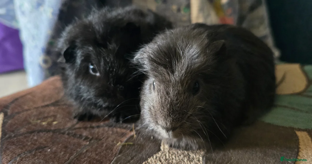 Pet boars for sale in Bathgate | Pets4Homes