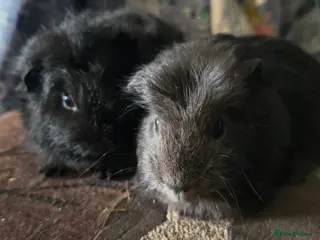 Guinea Pig rodents Pet boars - Advert 1