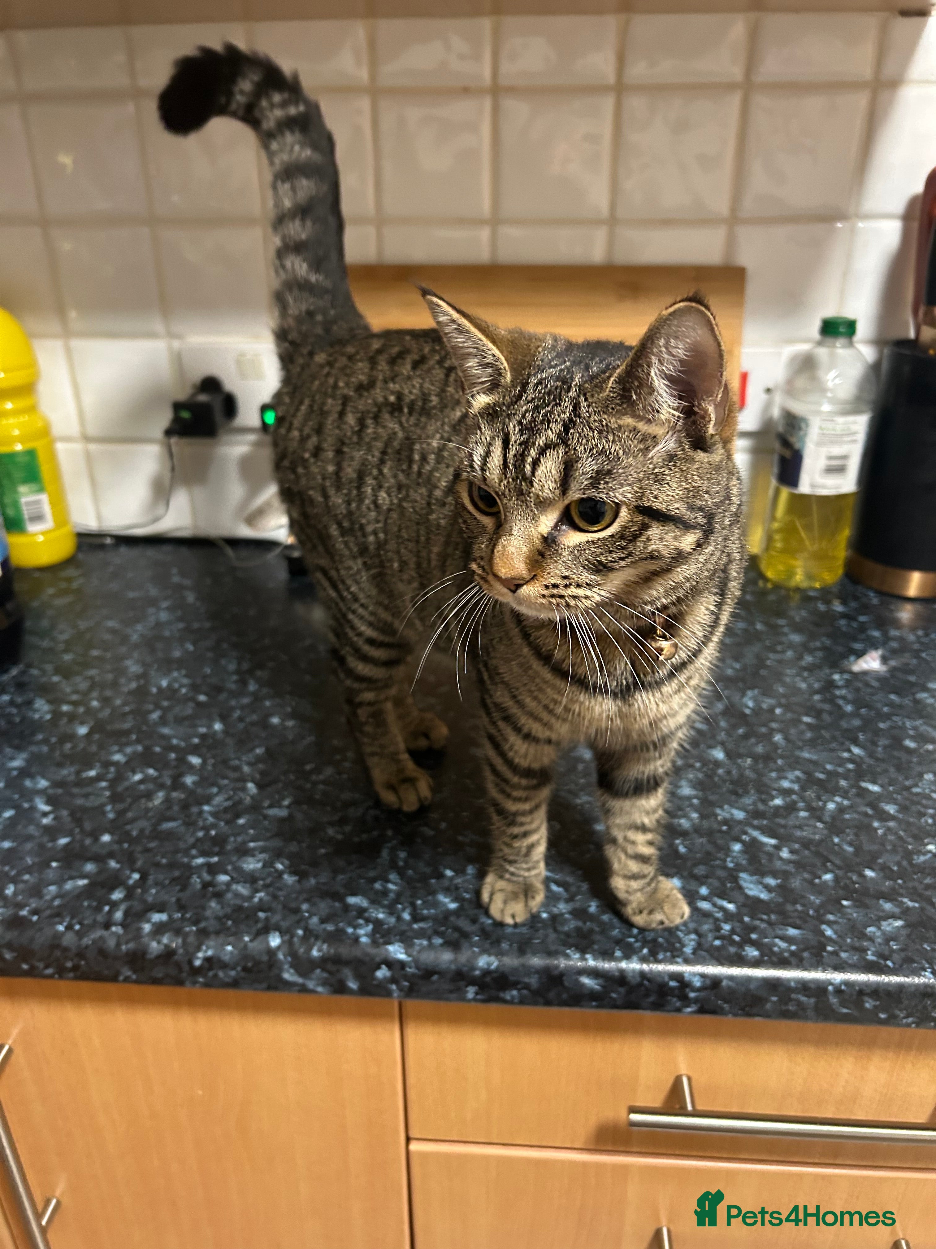 Mixed Breed cats Beautiful Femae Tabby  - Advert 1