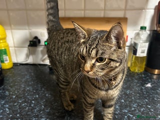 Mixed Breed cats Beautiful Femae Tabby - Advert 1
