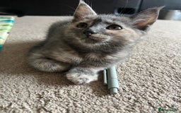 Mixed Breed cats for sale: Smokey Grey kittens for sale - Image 16