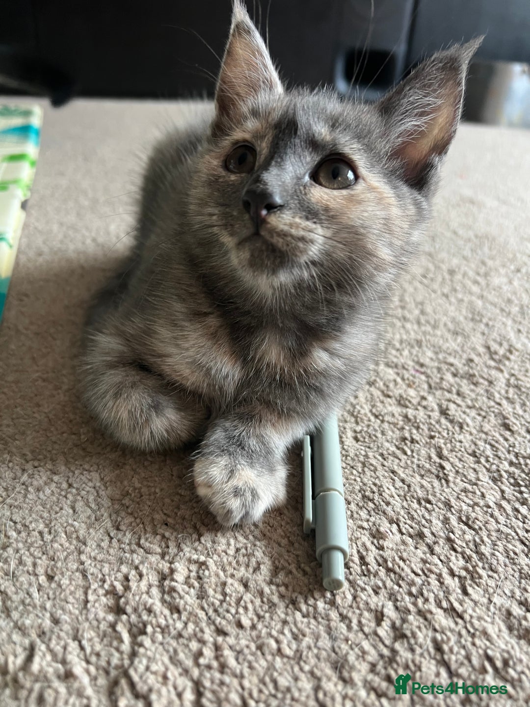 Mixed Breed cats for sale: Smokey Grey kittens for sale - Image 16