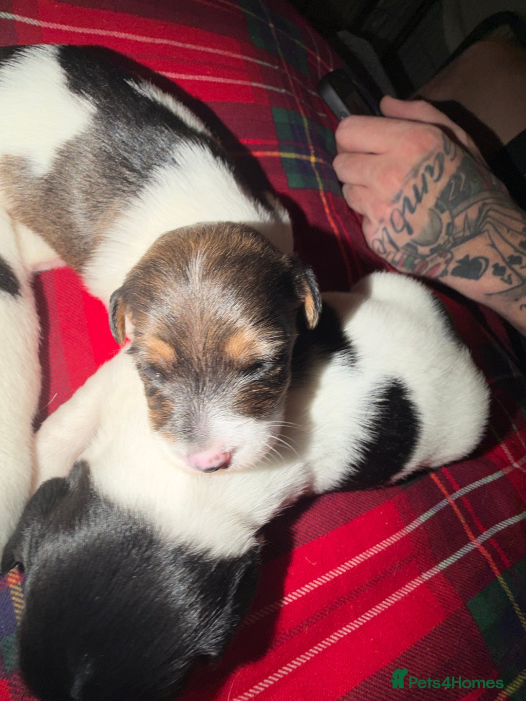 Jack Russell dogs for sale: Jack Russell puppies  - Advert 11