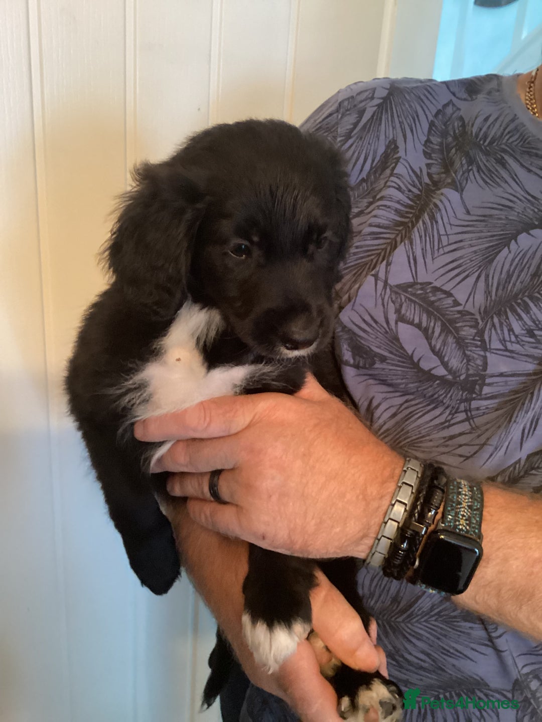 Mixed Breed dogs for sale: Cockerpoo x bordercollie puppies - Image 5