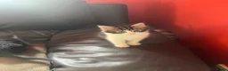 Mixed Breed cats for sale: 4 kittens looking for their forever homes  - Advert 5