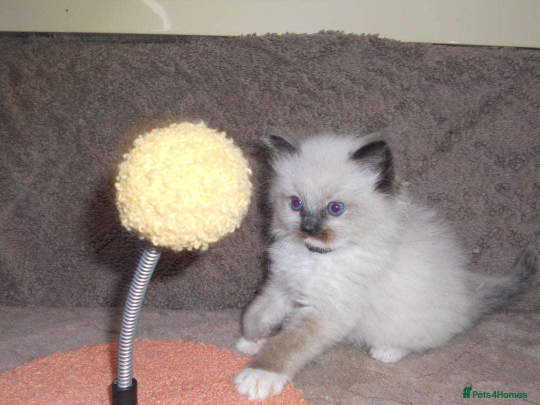 Ragdoll cats for sale: 😎 RAGDOLL KITTENS PUREBRED 100% STOKE 😍 - Image 4
