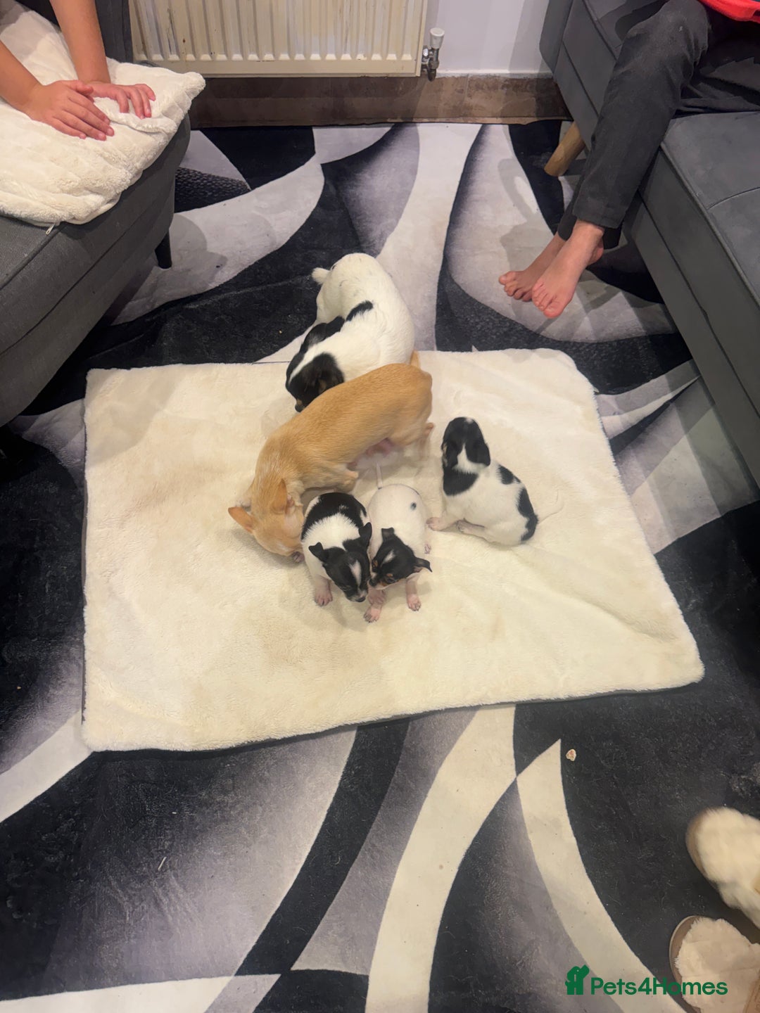 Chihuahua dogs for sale: 3 adorable apple-head tini puppies LF a home - Advert 13