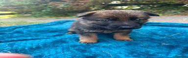 German Shepherd 5
