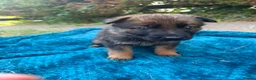 German Shepherd dogs for sale: Stunning Pure breed German shepherd  - Advert 9