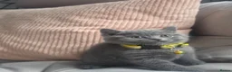 British Shorthair cats for sale: Beautiful British Shorthair Kittens  - Advert 14