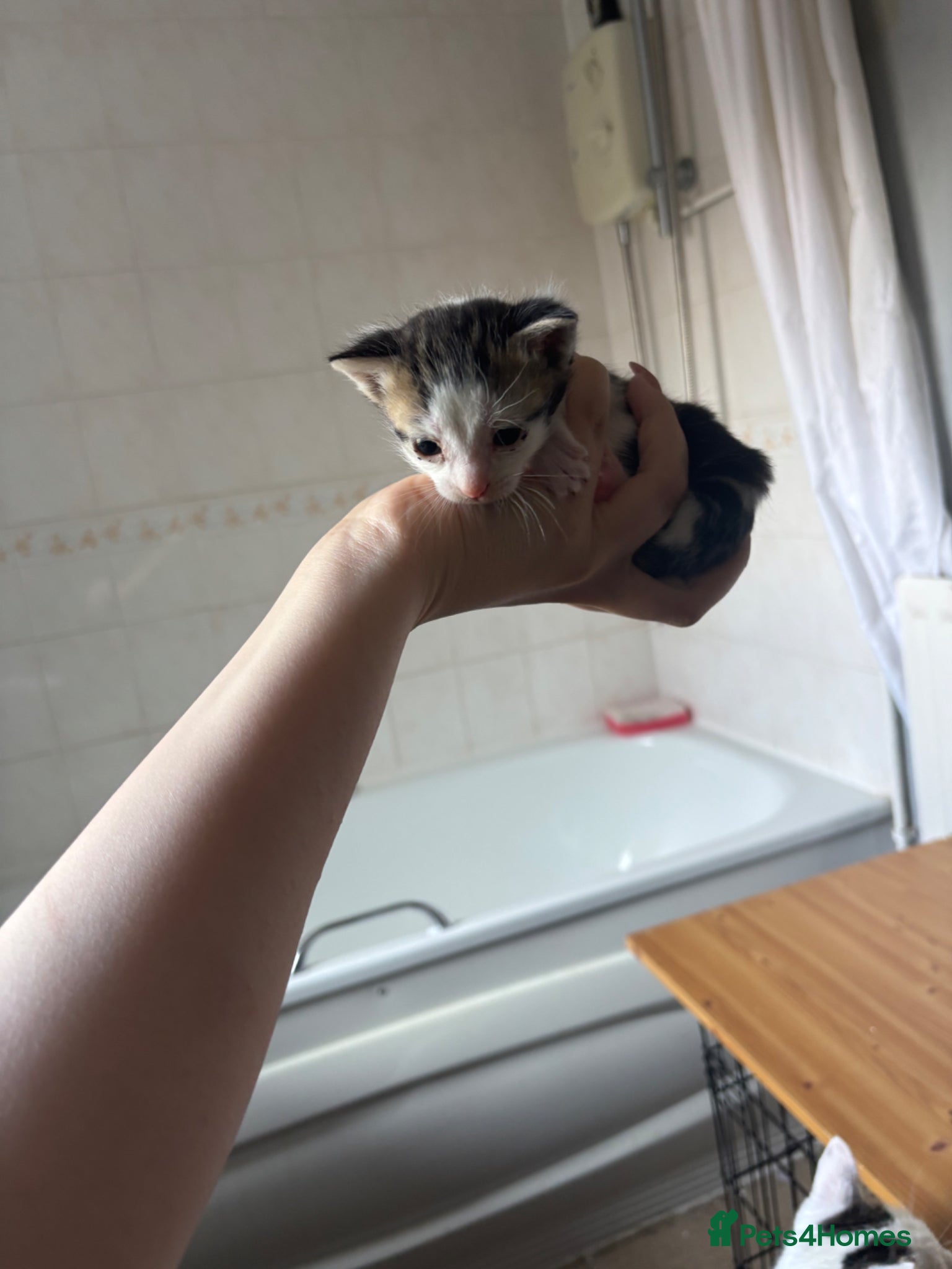 Mixed Breed cats Mix-breed kittens - Advert 6