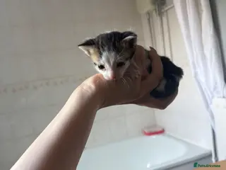 Mixed Breed cats Mix-breed kittens - Advert 6