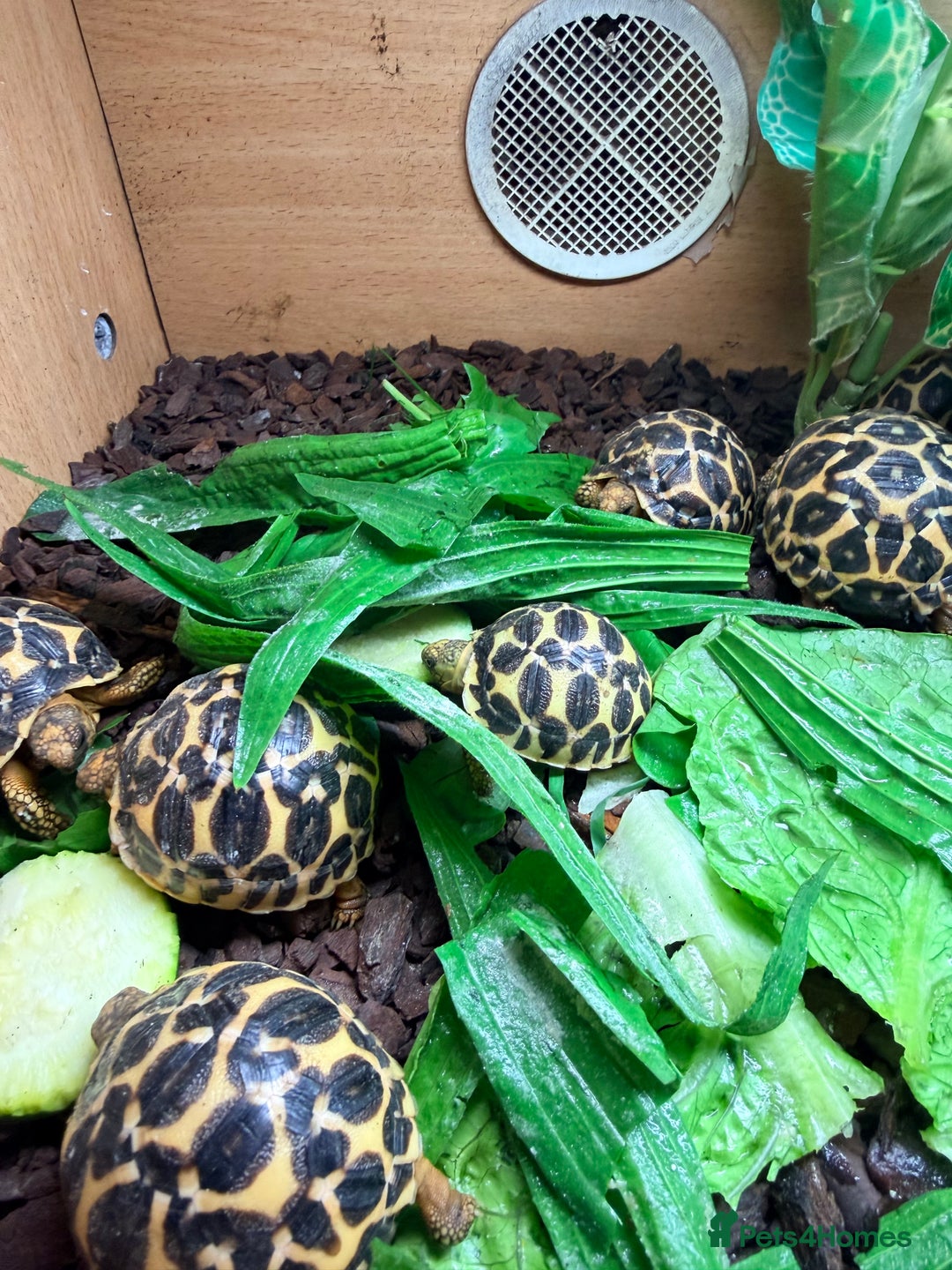 Tortoise reptiles for sale: Indian star tortoise  - Image 8