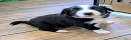 Border Collie dogs for sale: Seal & Sable Border Collie litter in Retford - Advert 6