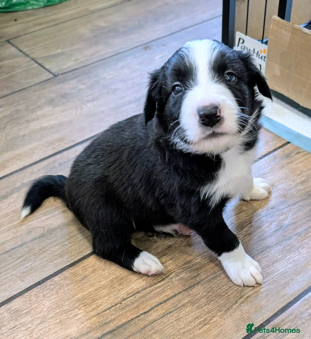 Border Collie dogs for sale: Seal & Sable Border Collie litter in Retford - Advert 6