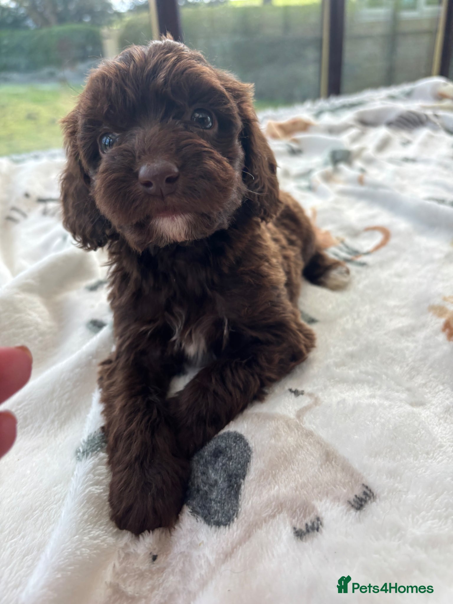 Cockapoo dogs Beautiful Chocolate cockapoos  - Advert 2