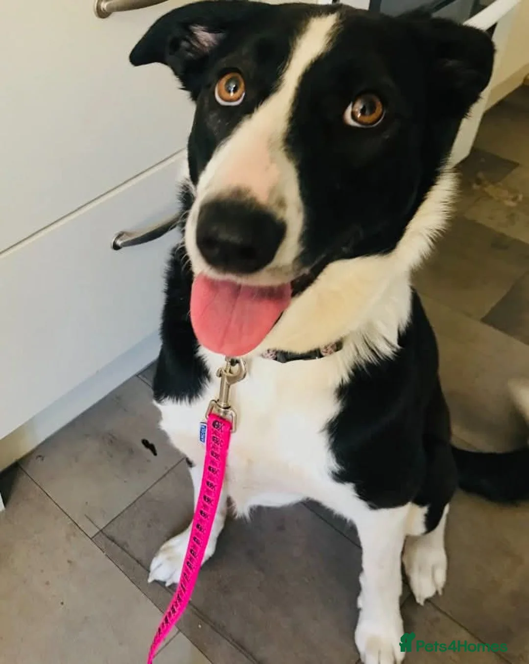 Mixed Breed dogs for sale: 18 month old collie x lurcher - Advert 2