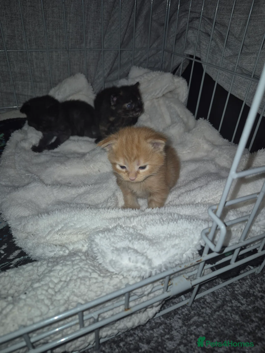 Mixed Breed cats for sale: 3 beautiful kittens - Advert 8