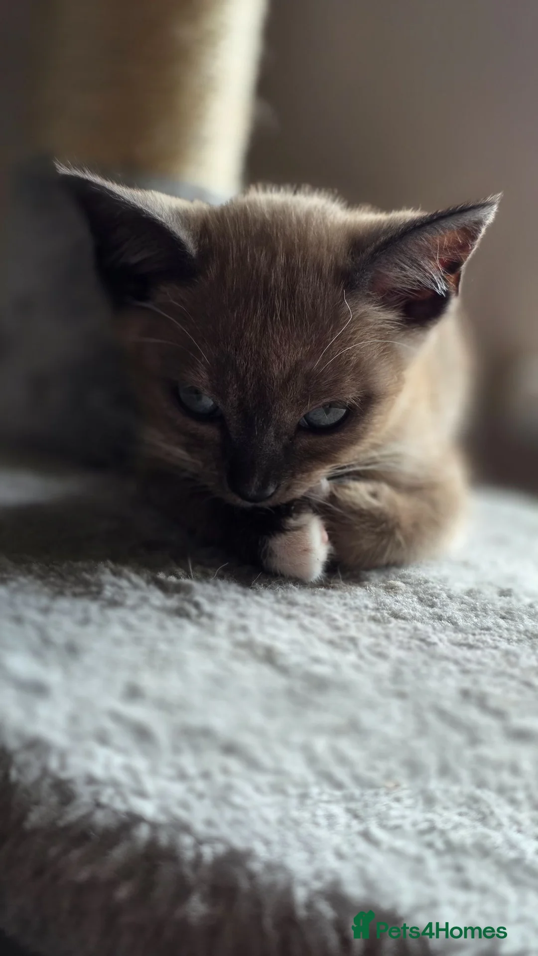 Mixed Breed cats for sale: 🐱 Bengal × Siamese Kittens for Sale 🐱 - Advert 2