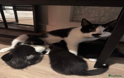 Domestic Shorthair cats for sale: Adorable little litter ❤️ - Image 6