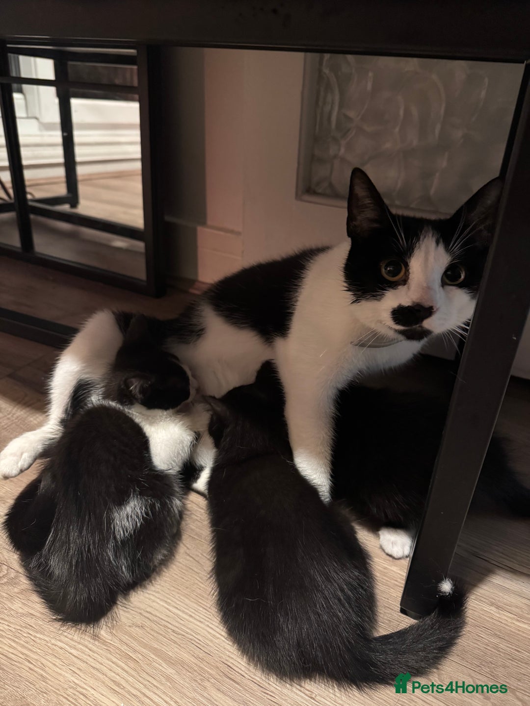 Domestic Shorthair cats for sale: Adorable little litter ❤️ - Image 6