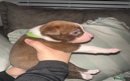 Mixed Breed dogs for sale: Olde English Bulldogge/Staffy bull Collie mix - Image 14