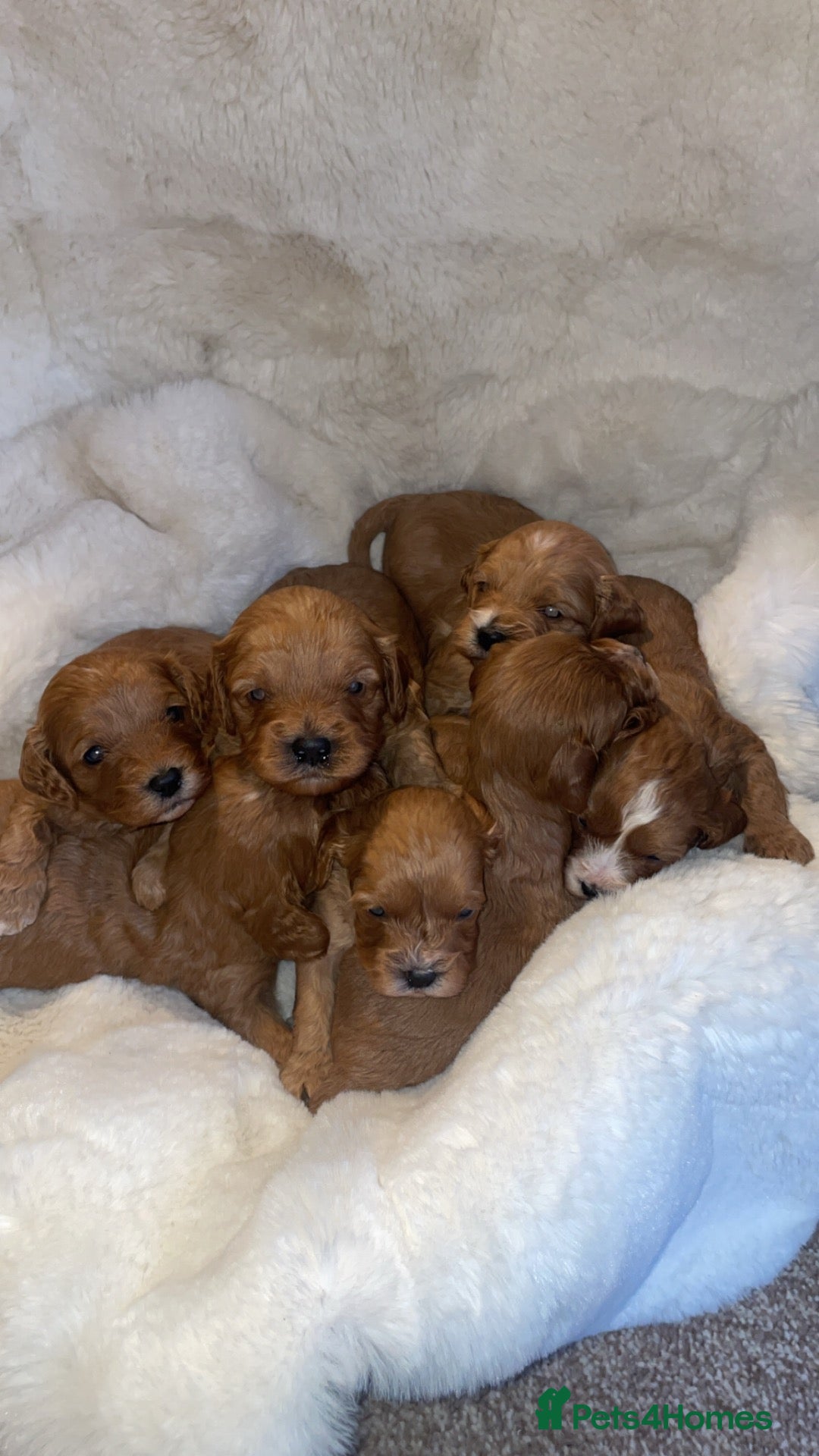 Cavapoo dogs for sale: 5⭐️cavapoo  - Advert 2