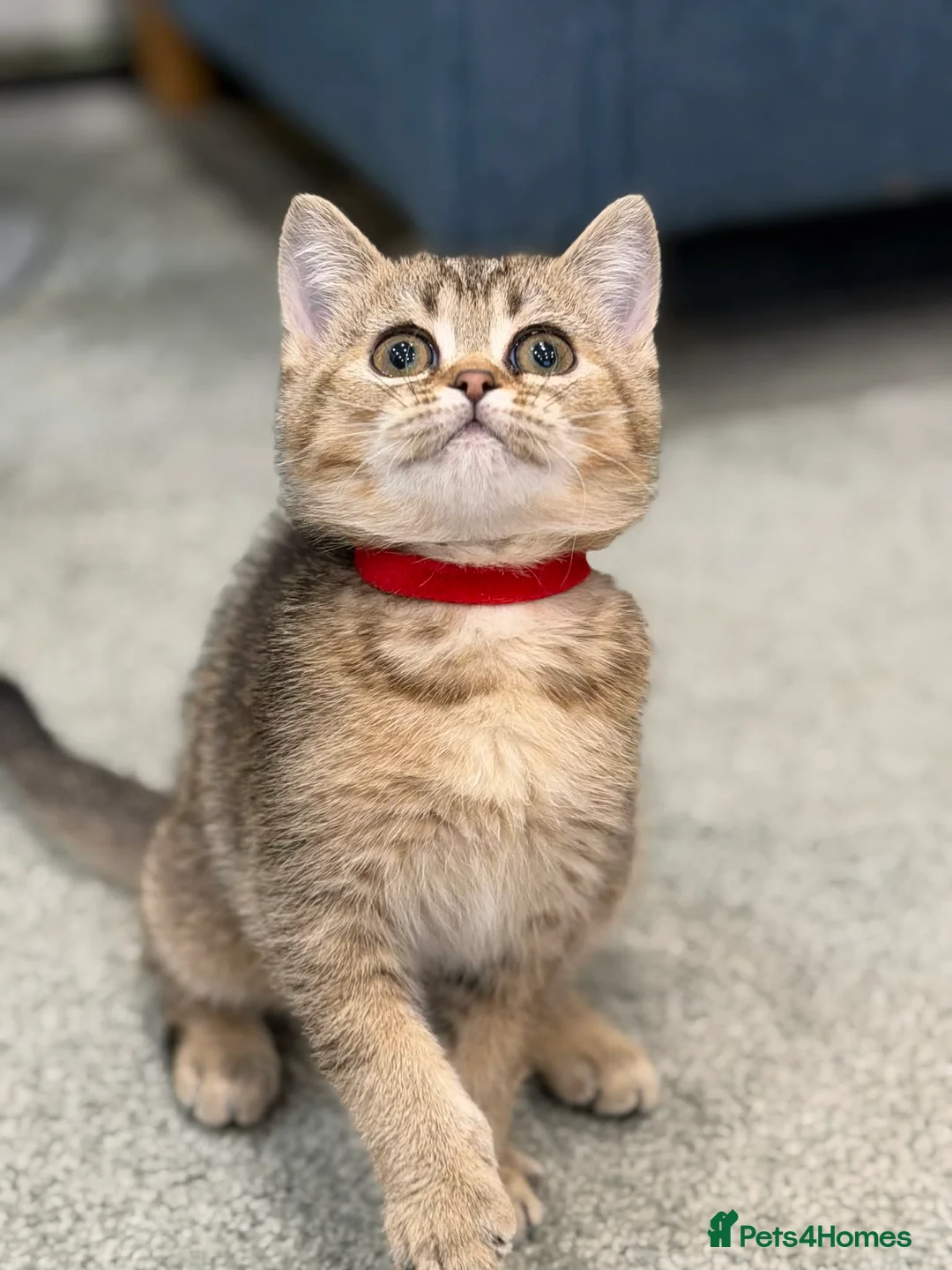 British Shorthair cats for sale: ⭐️1 LEFT Stunning BSH kittens GCCF registered ⭐️ - Advert 13