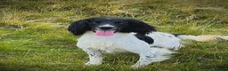 English Springer Spaniel dogs for sale: English springer spaniel puppies  - Advert 5