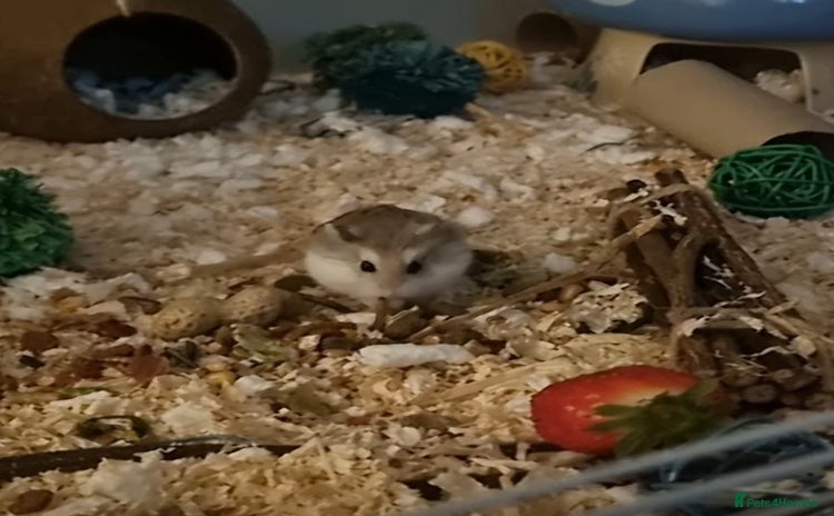 Hamster rodents - Advert 1