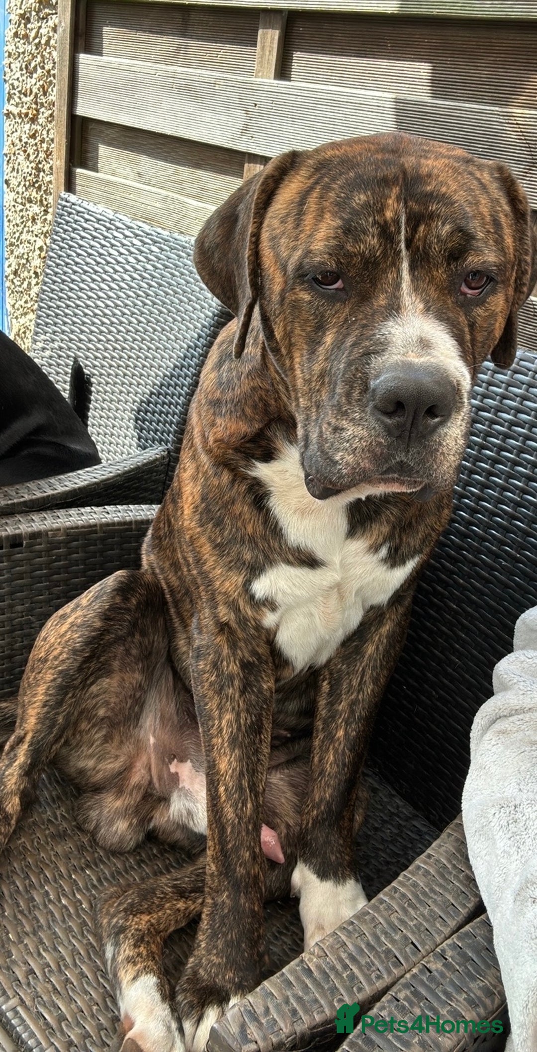 Mixed Breed dogs for sale: Bruno - Advert 2