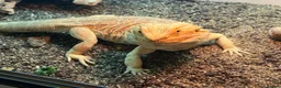 Bearded Dragon reptiles for sale: Bearded dragon with full set up  - Advert 5