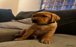 Labrador Retriever dogs for sale: KC Registered Fox Red Labrador Puppies - Image 3