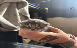 Maine Coon cats for sale: Maine coon cross  - Image 16