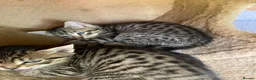 Domestic Shorthair cats for adoption: 4 kittens looking for new homes in Basingstoke - Advert 4