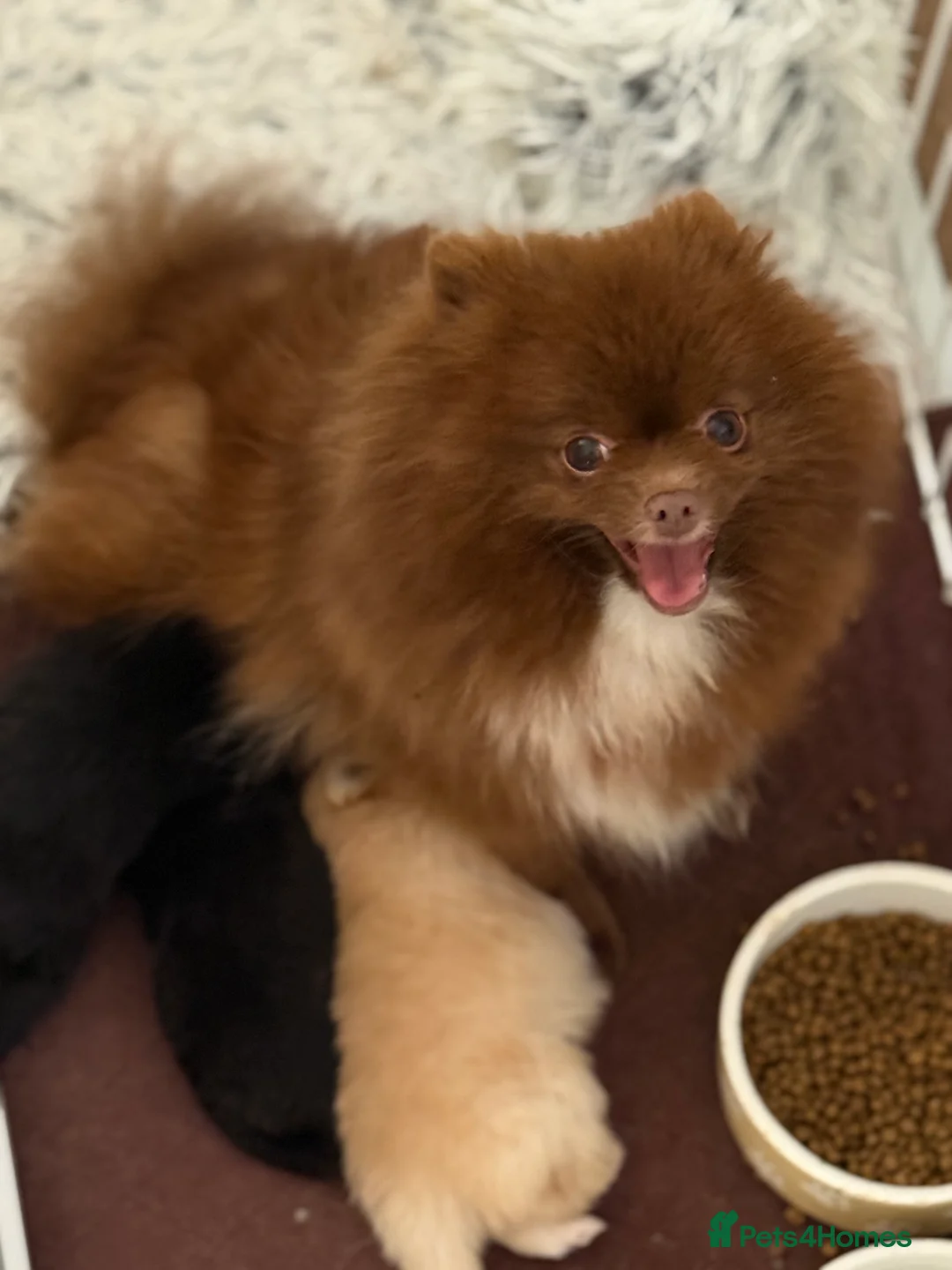 Pomeranian dogs for sale: Black and cream puppies - Advert 3